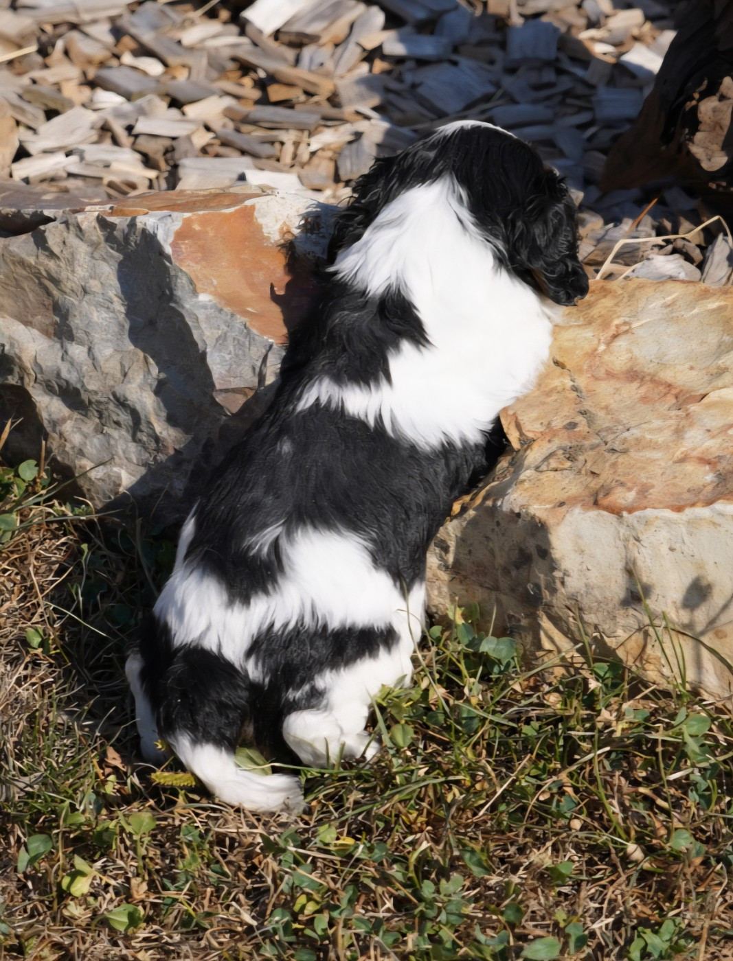 CHIOT 7