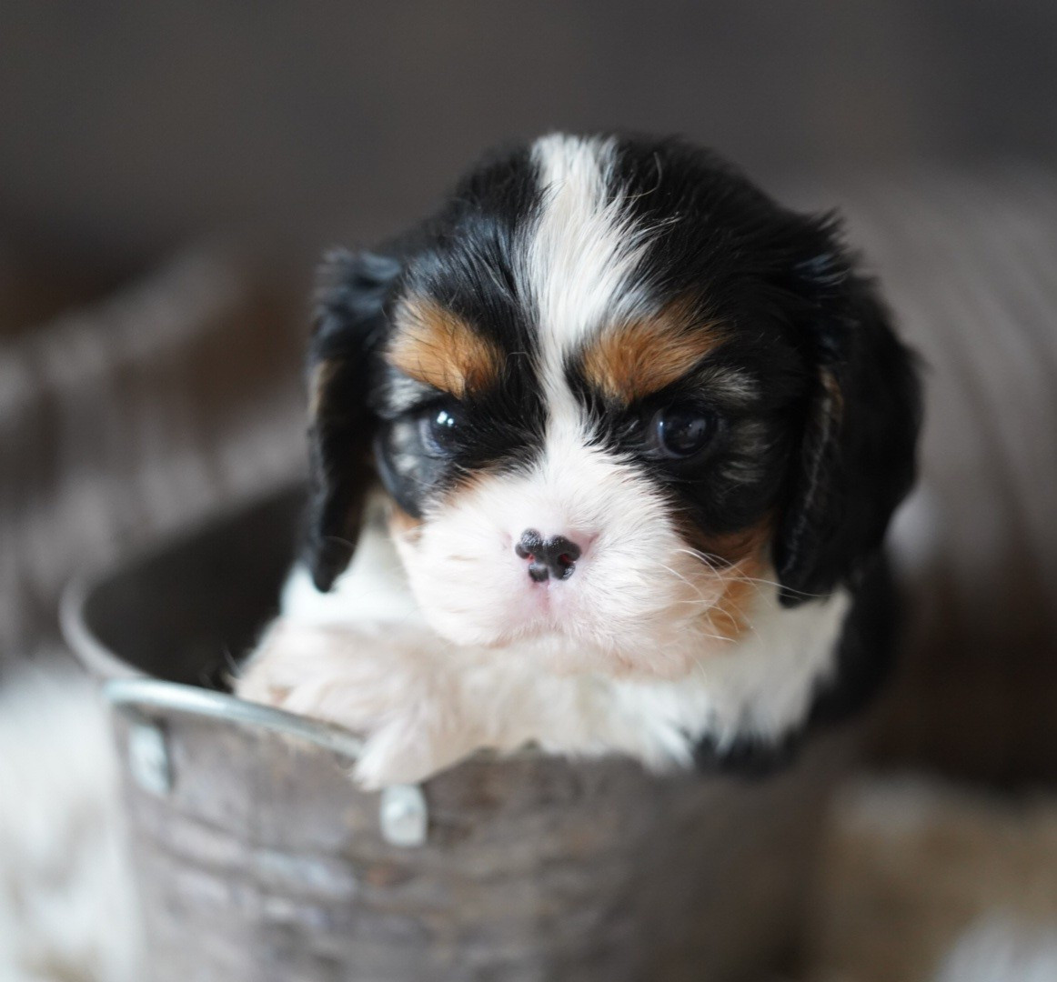 CHIOT 4