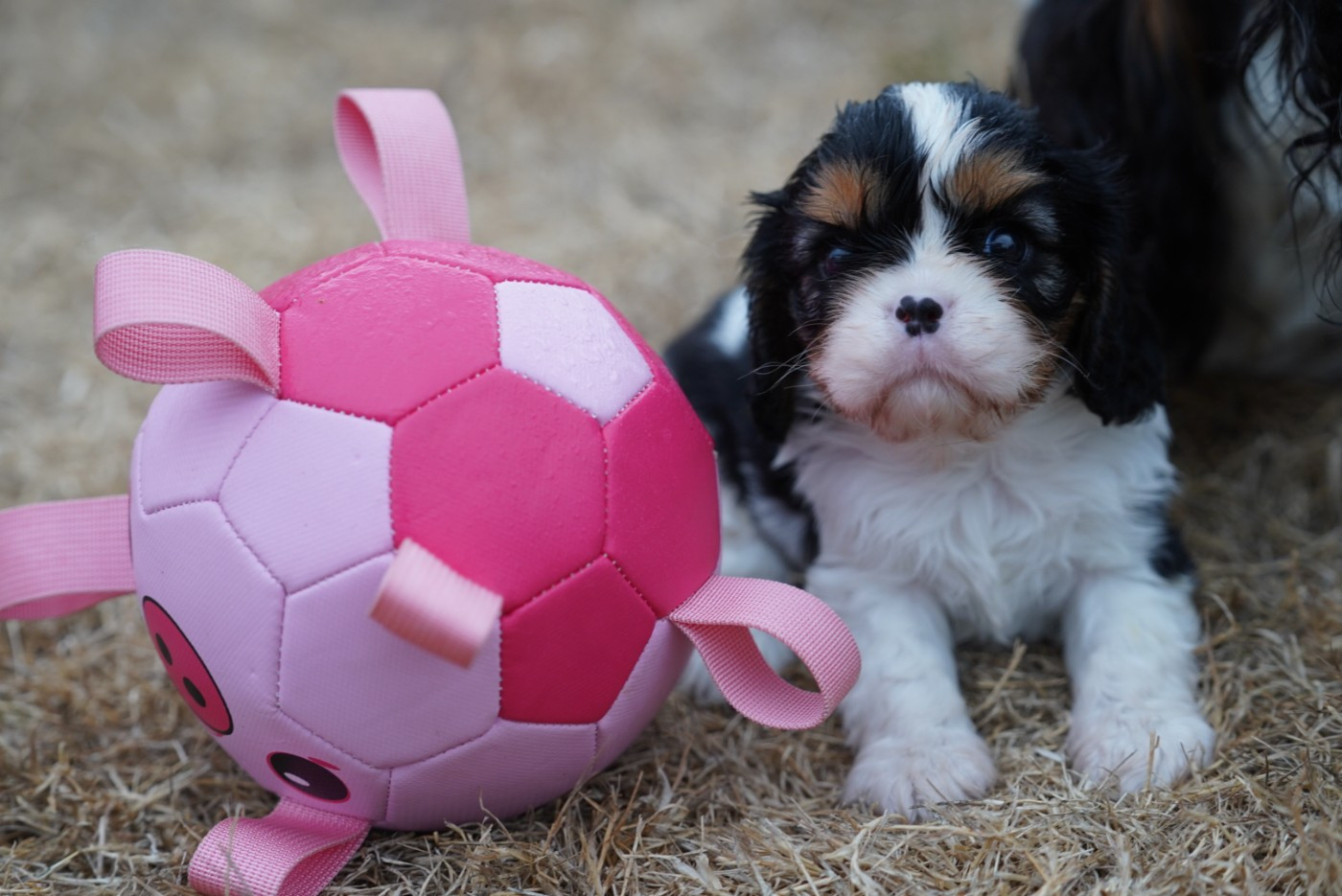 CHIOT 4