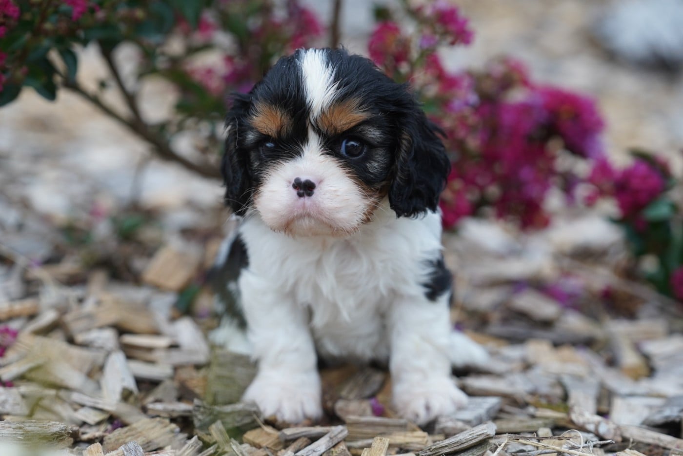 CHIOT 4