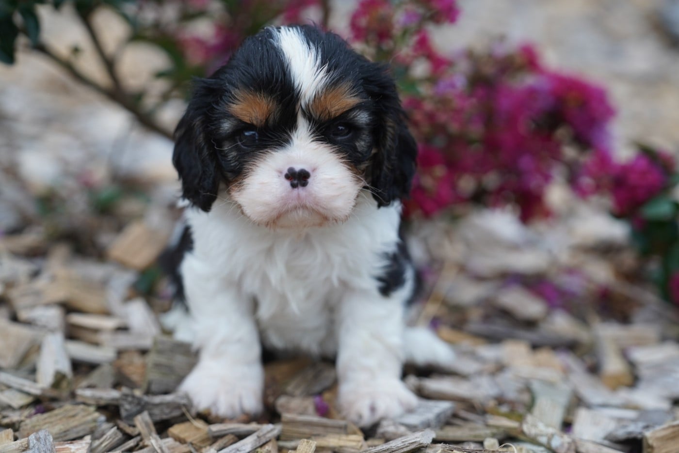 CHIOT 4