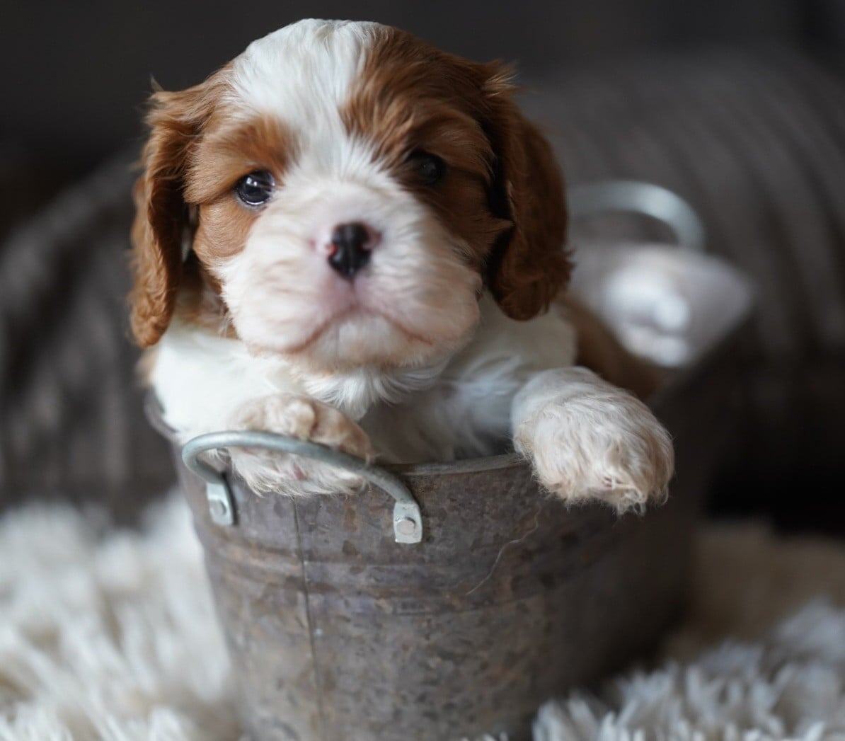 CHIOT 3