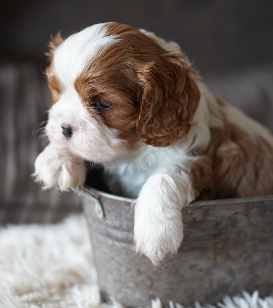 CHIOT 3
