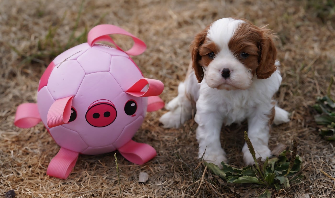 CHIOT 3
