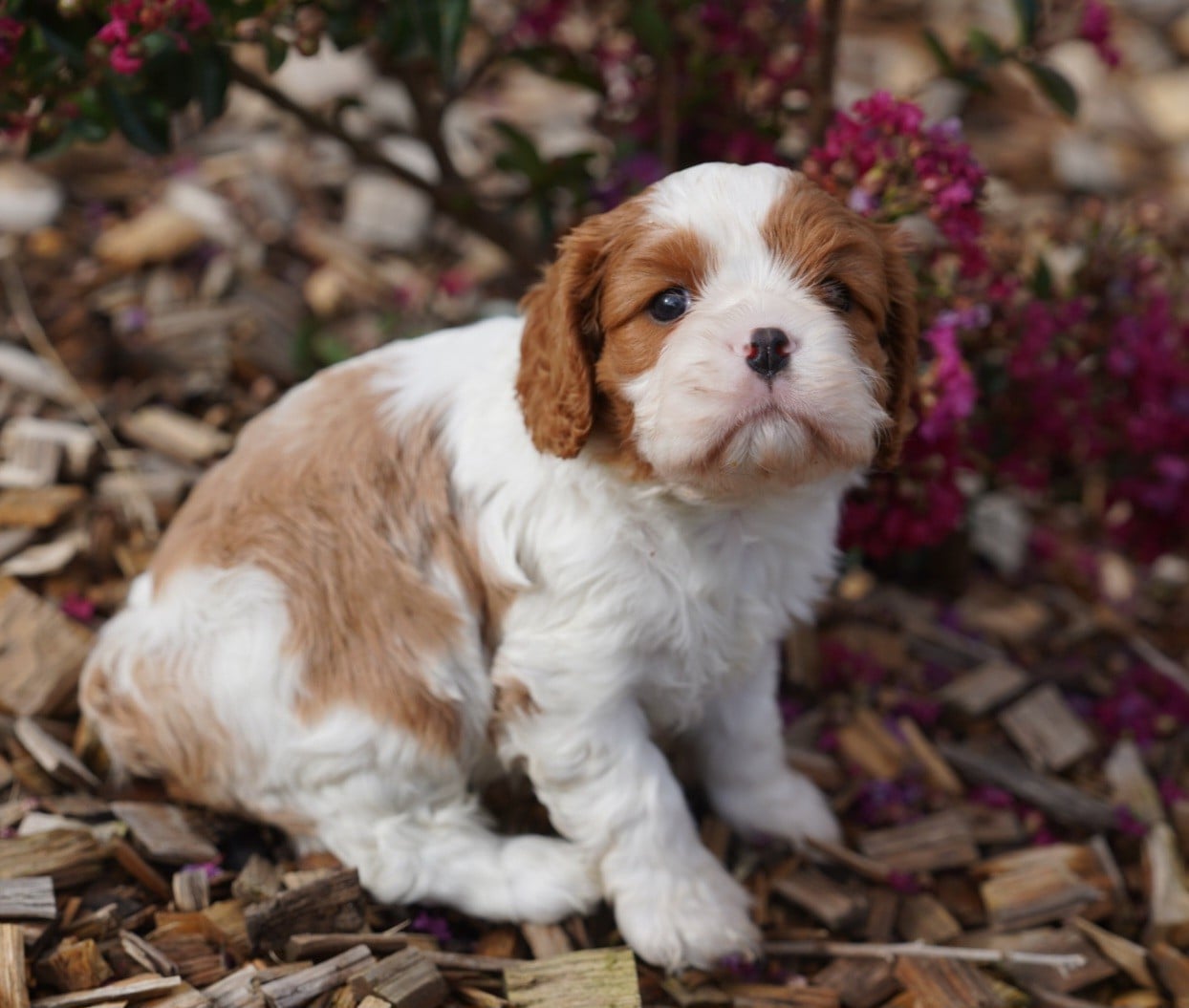 CHIOT 3
