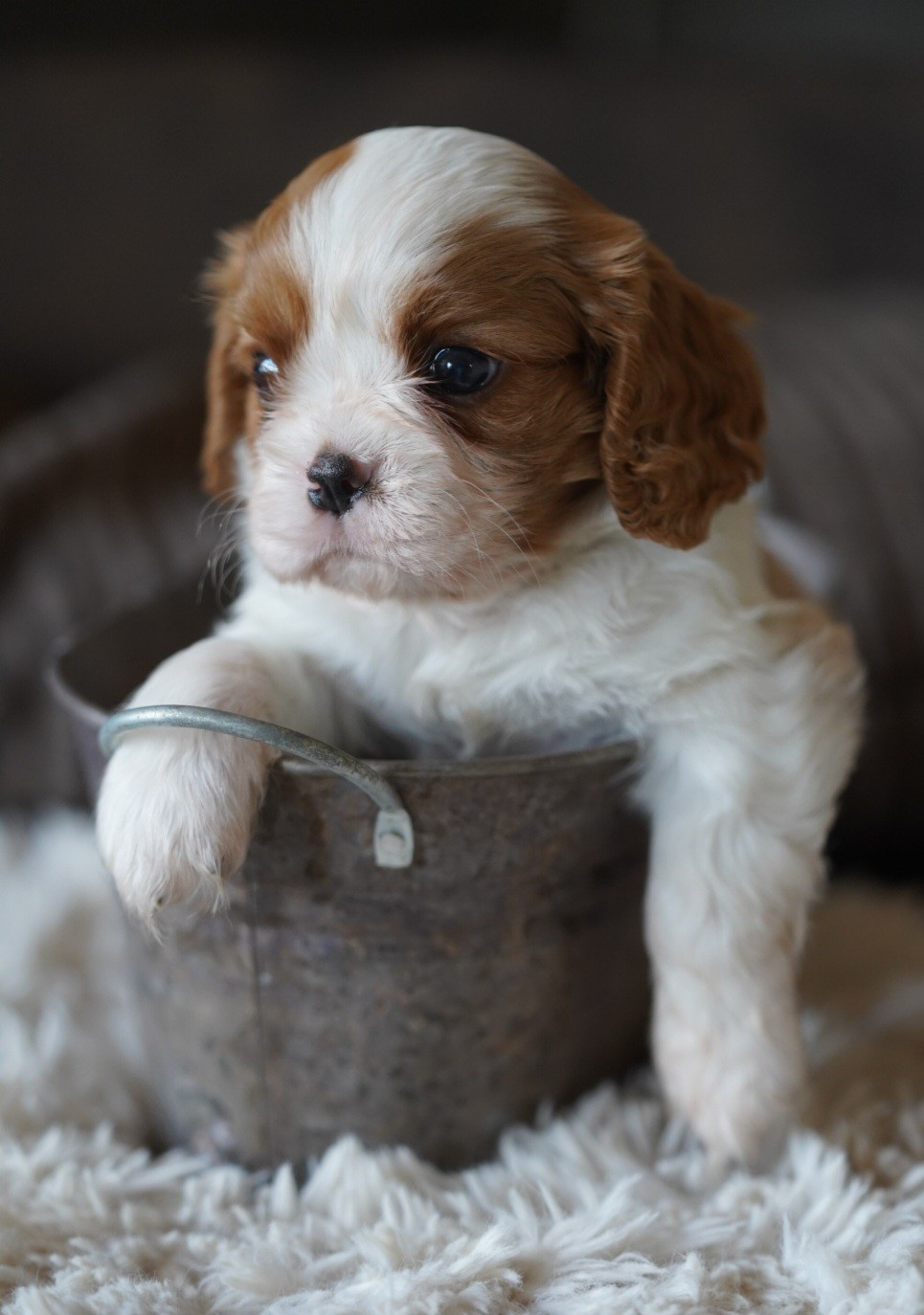 CHIOT 6
