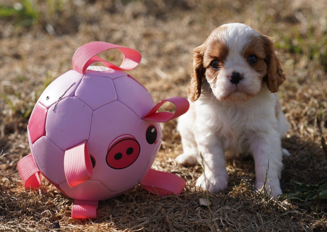 CHIOT 6