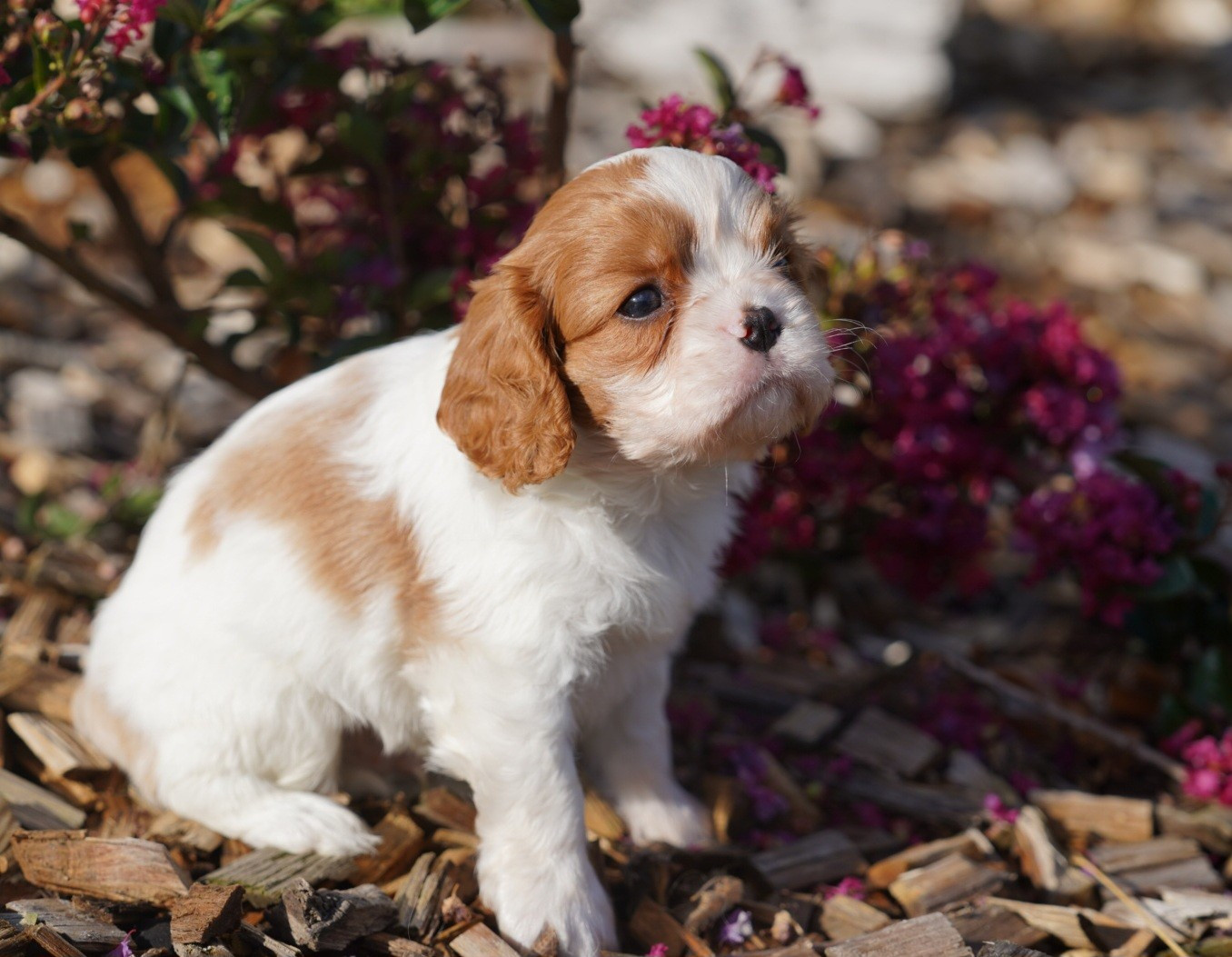 CHIOT 6