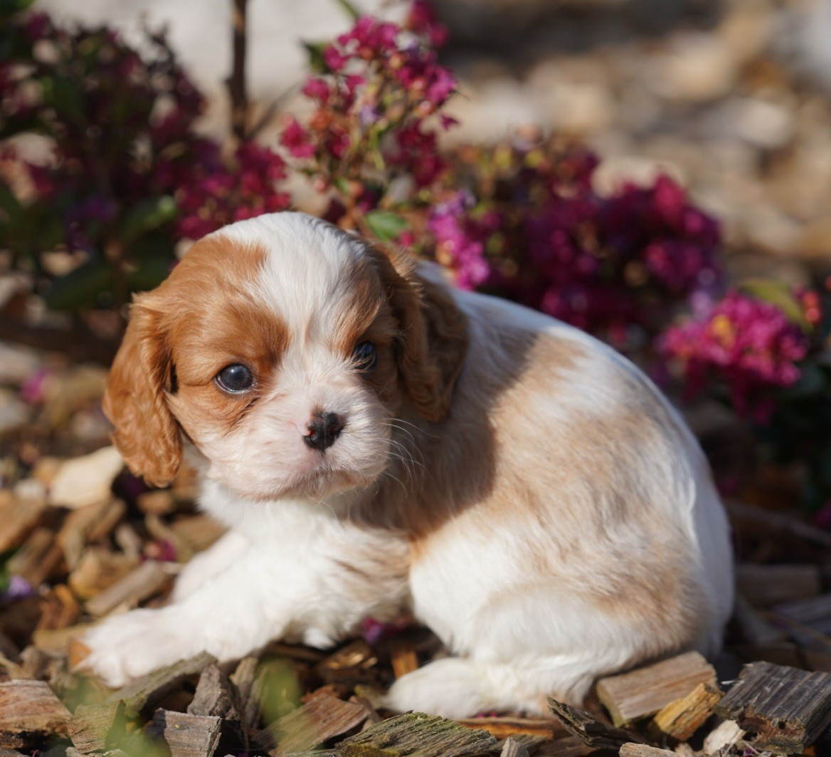 CHIOT 6