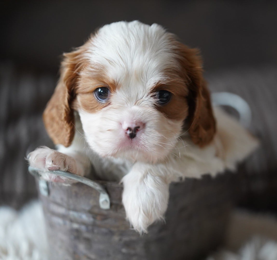 CHIOT 2