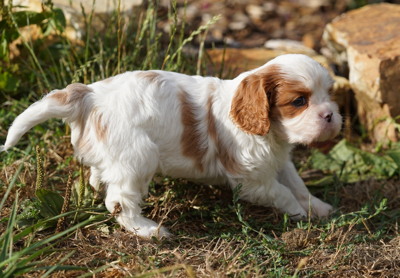 CHIOT 2