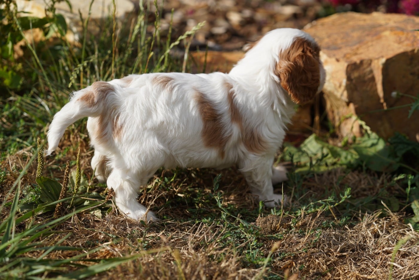 CHIOT 2