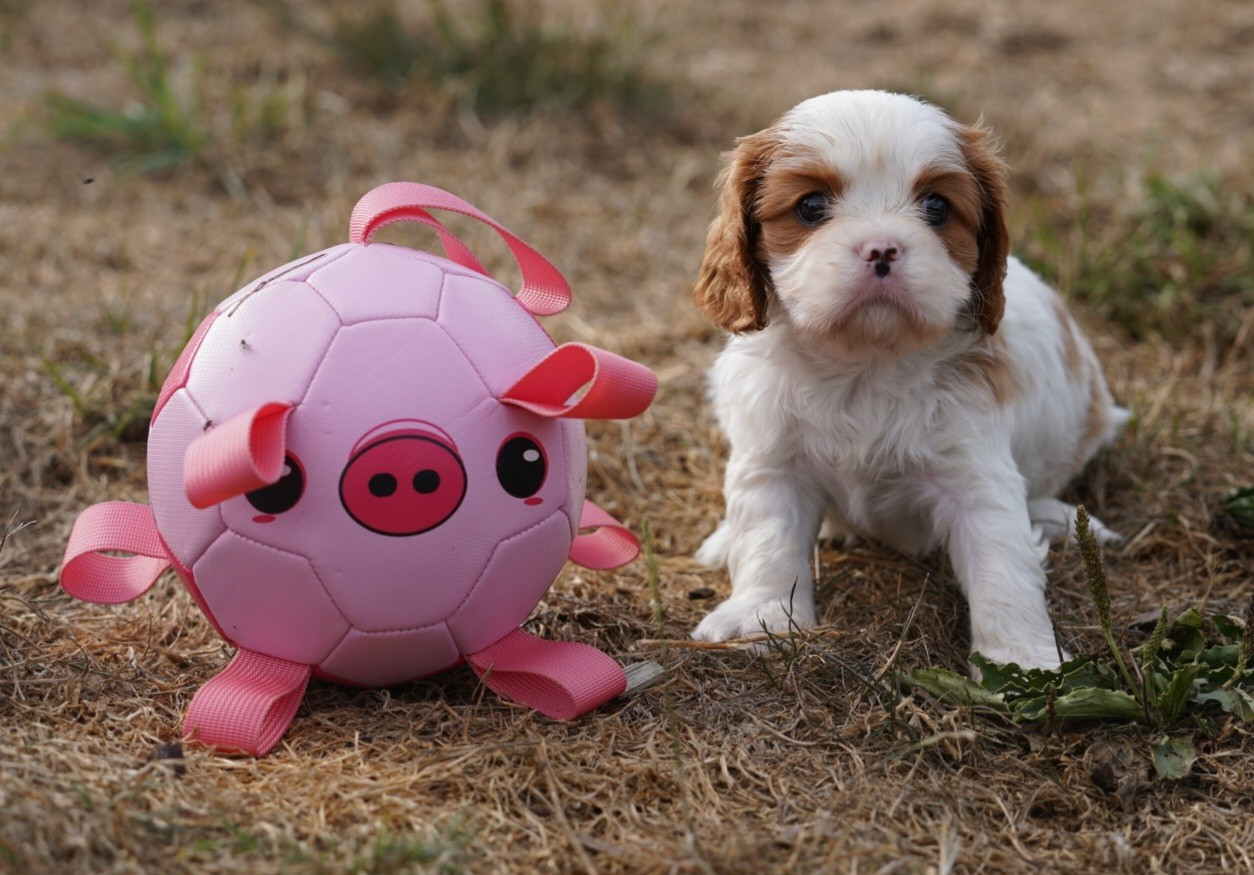 CHIOT 2