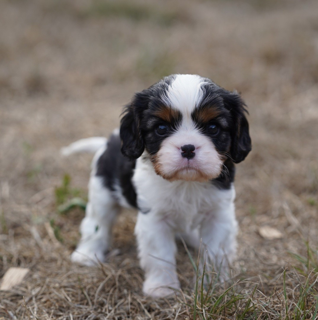 CHIOT 5