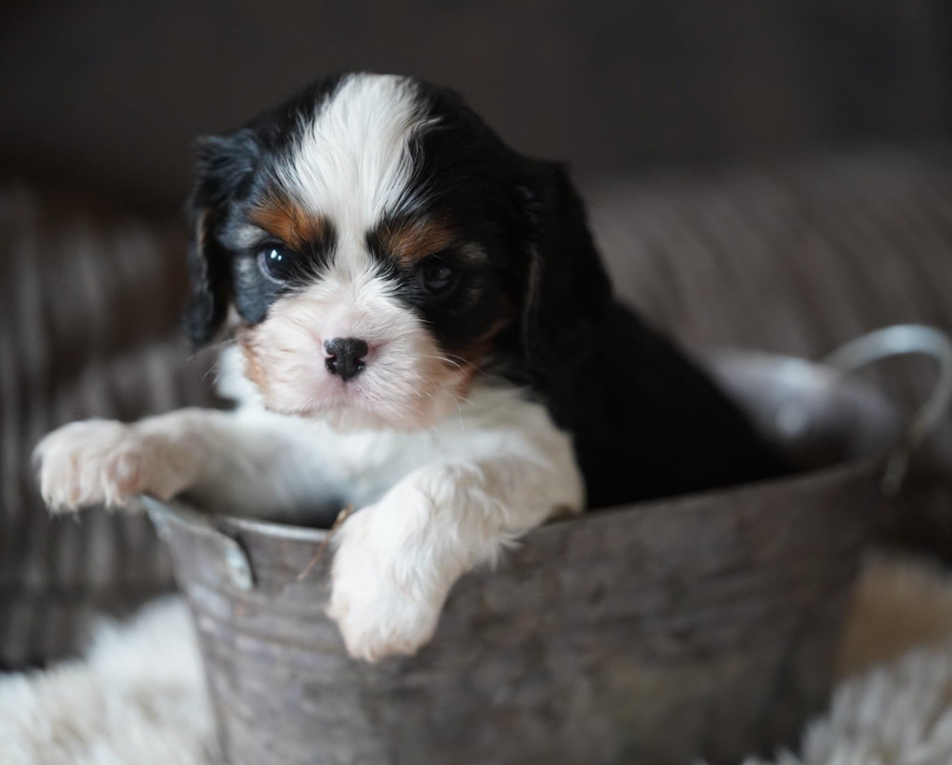 CHIOT 5