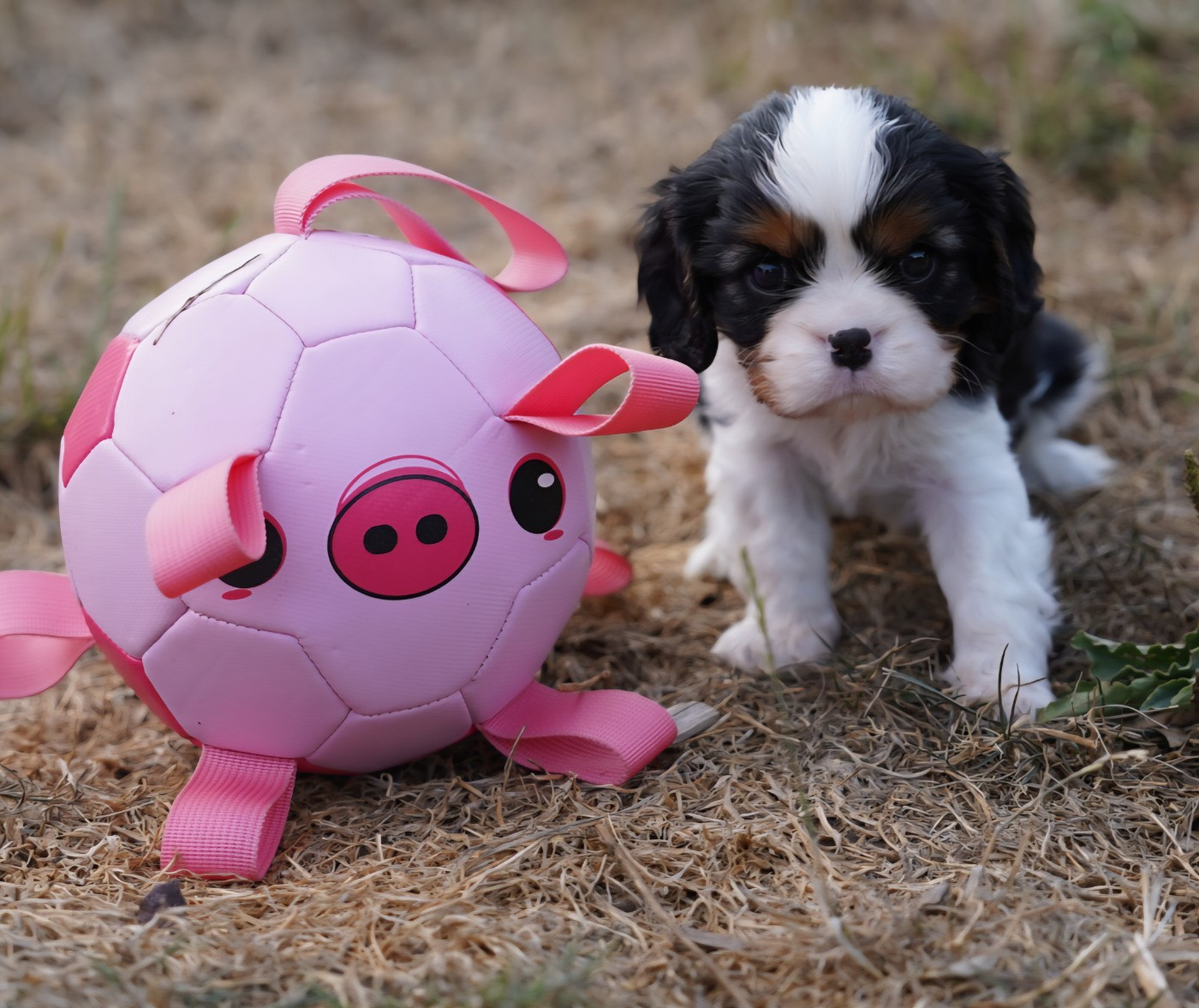 CHIOT 5