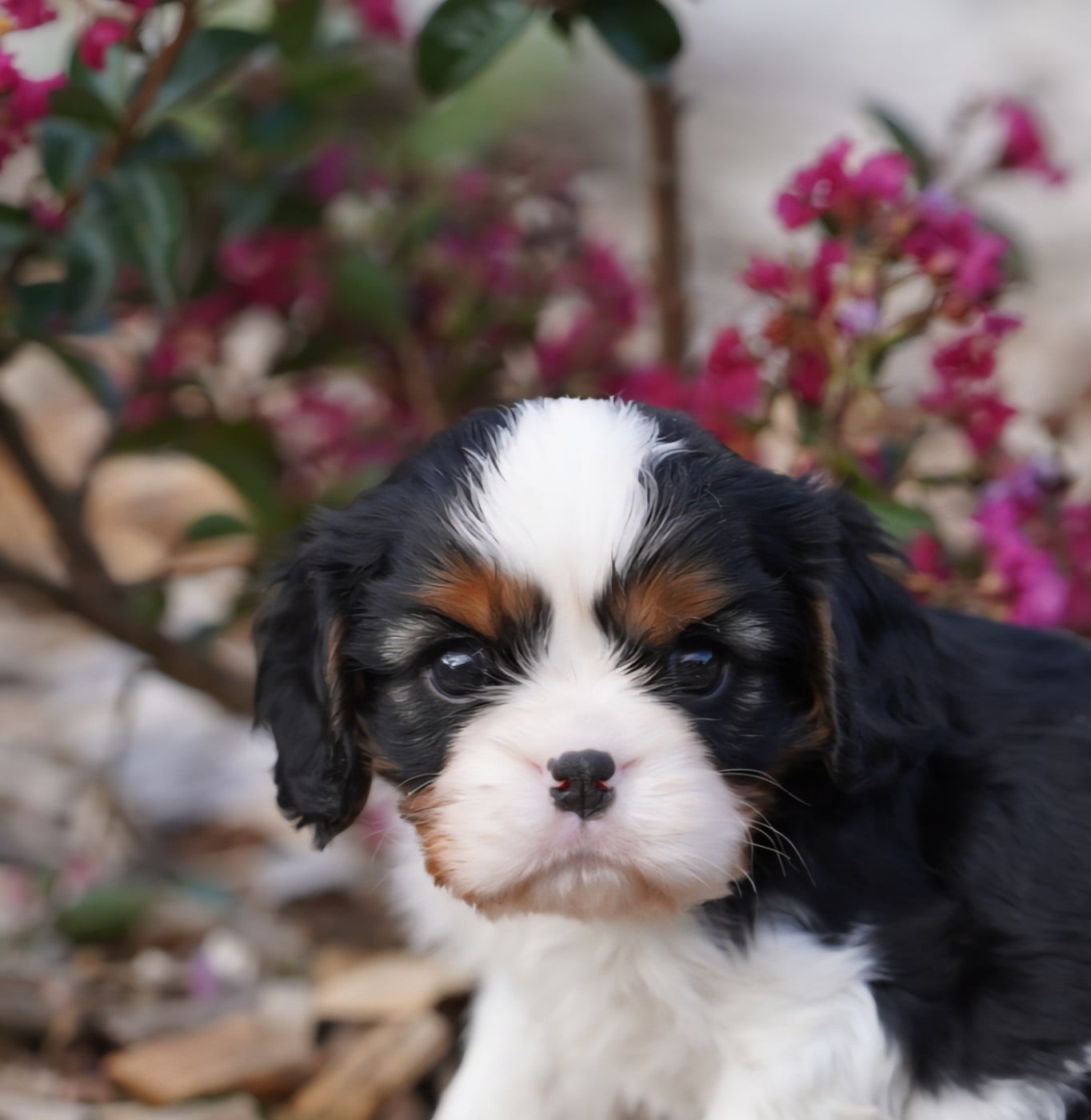CHIOT 5