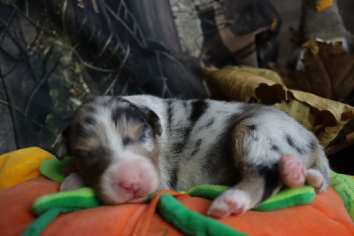 Les chiots de Berger Australien