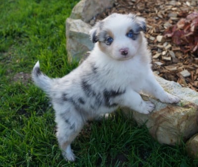 Les chiots de Berger Australien