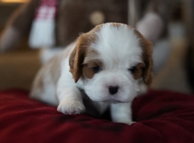 Les chiots de Cavalier King Charles Spaniel