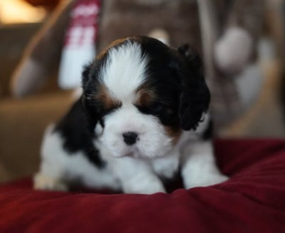 Les chiots de Cavalier King Charles Spaniel