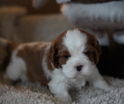 Cavalier King Charles Spaniel