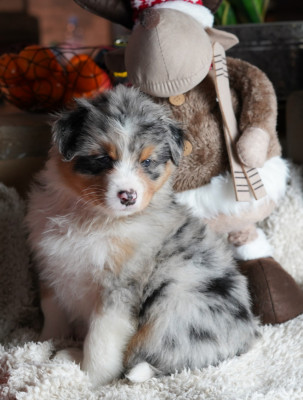 Les chiots de Berger Australien