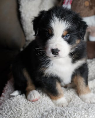 Les chiots de Berger Australien