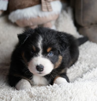 Les chiots de Berger Australien