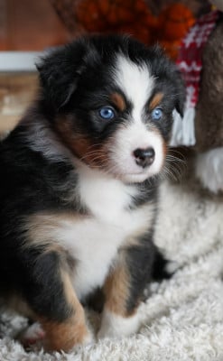 Les chiots de Berger Australien