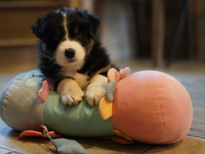 Les chiots de Berger Australien