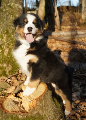 Les chiots de Berger Australien