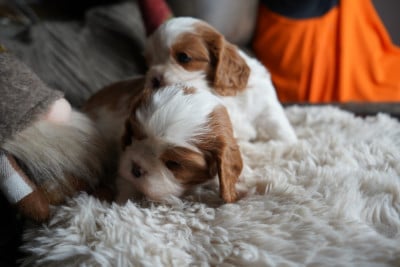 Les chiots de Cavalier King Charles Spaniel