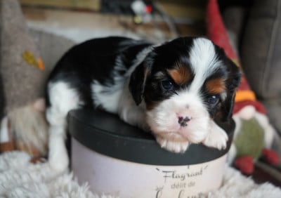 Les chiots de Cavalier King Charles Spaniel