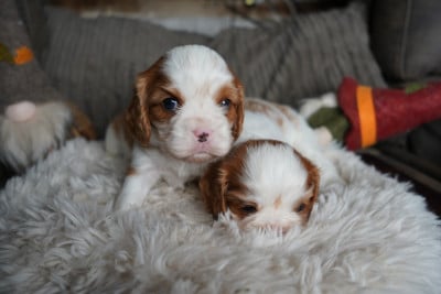 Les chiots de Cavalier King Charles Spaniel