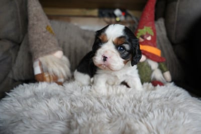 Les chiots de Cavalier King Charles Spaniel
