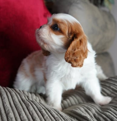 Les chiots de Cavalier King Charles Spaniel
