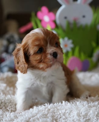 Les chiots de Cavalier King Charles Spaniel