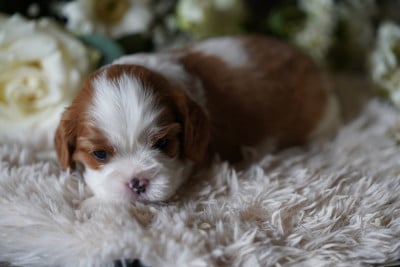 Les chiots de Cavalier King Charles Spaniel
