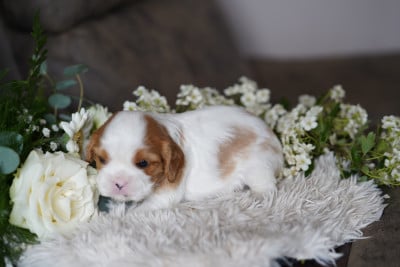 Les chiots de Cavalier King Charles Spaniel