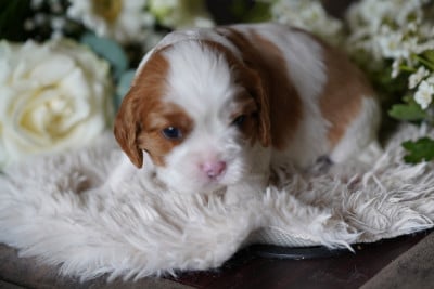 Les chiots de Cavalier King Charles Spaniel