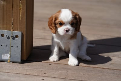 Les chiots de Cavalier King Charles Spaniel