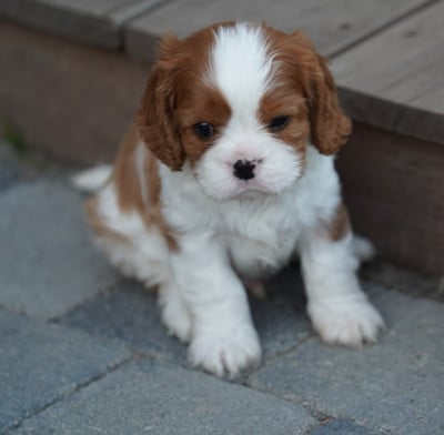 Les chiots de Cavalier King Charles Spaniel