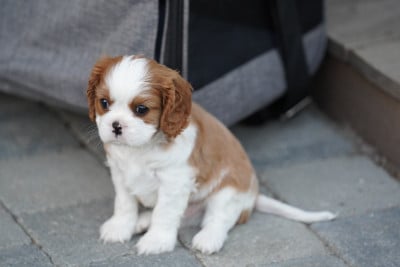 Les chiots de Cavalier King Charles Spaniel