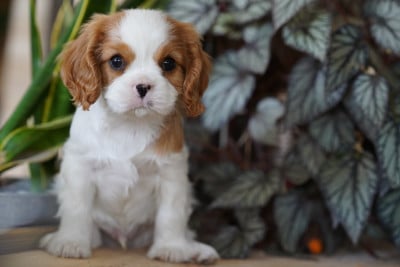 Les chiots de Cavalier King Charles Spaniel