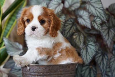 Les chiots de Cavalier King Charles Spaniel