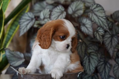 Les chiots de Cavalier King Charles Spaniel