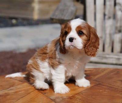 Les chiots de Cavalier King Charles Spaniel