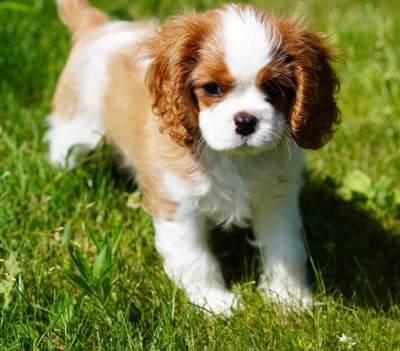 Les chiots de Cavalier King Charles Spaniel