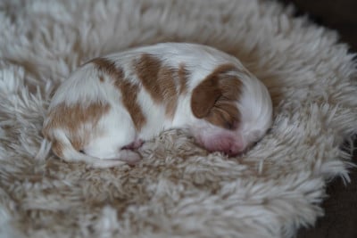 Les chiots de Cavalier King Charles Spaniel